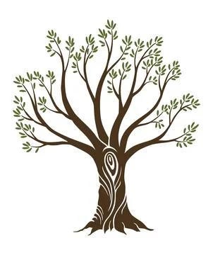 Olive trees with branches and leaves for design of packaging, label, logotype or Stock Illustration