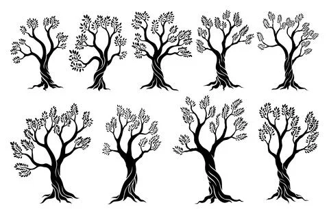 Olive trees with branches and leaves for design of packaging, label, logotype or Stock Illustration