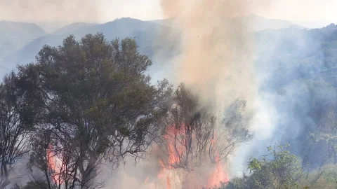Olive trees burning on summere fire flame,climate changes effect,nature damages Stock Footage 136028420