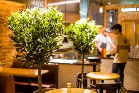 Olive trees in the cafe interior Stock Photos