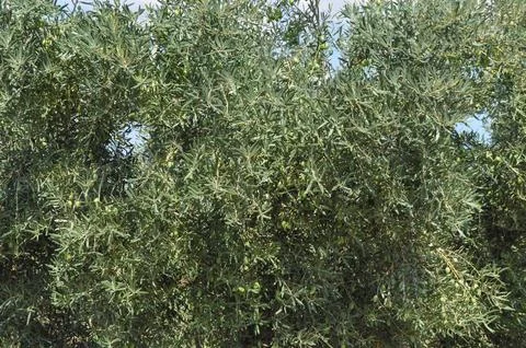Olive trees in Chalkidiki Foto stock
