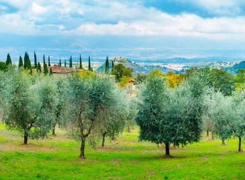 Olive trees in Chianti Stock-Fotos