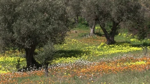 Olive trees in a color landscape Stock Footage 84790004