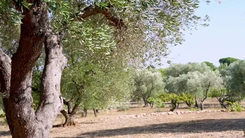 Olive trees in the countryside. Stock-Footage 165395151