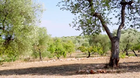 Olive trees in the countryside. Stock Footage 165395167
