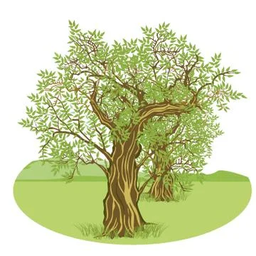 Olive trees in the countryside Stock Illustration