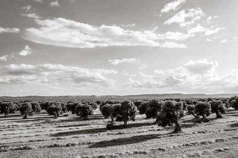 Olive trees in the countryside near the medieval white village of Ostuni Stock Photos