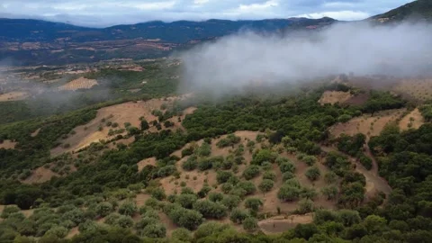 Olive trees covering mountain slope within dense Mediterranean vegetation Stock Footage 344093748