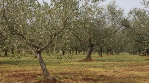 Olive Trees on Daylight Shaking Stock Footage 332128258