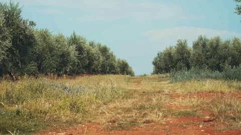 Olive trees in the desert 스톡 동영상 71273813