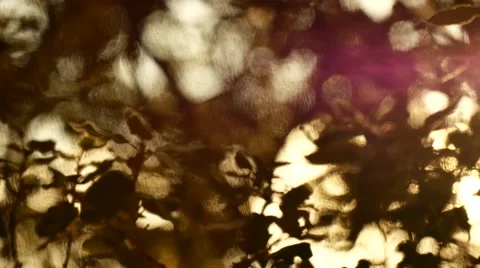 Olive trees detail Stock Footage 54394404