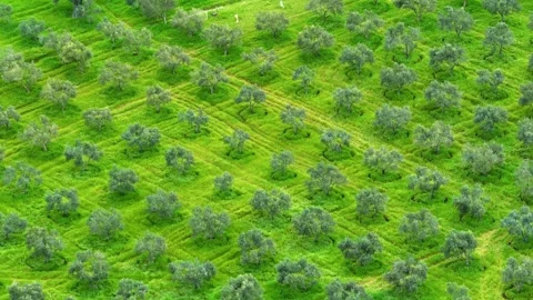 Olive Trees Drone Image Good Quality Stock Footage 270737279