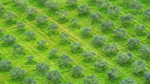 Olive Trees Drone Image Good Quality Stock Footage 270737485