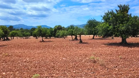 Olive Trees in Dry Landscape with Mountains in Background, Mallorca Stock Footage 284314862