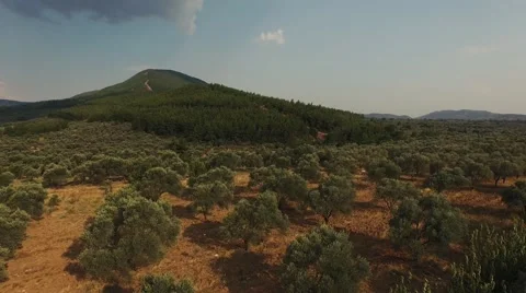 Olive Trees at the Edge of the Hill Stock-Footage 53279859