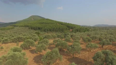 Olive Trees at the Edge of the Hill Stock Footage 61114844