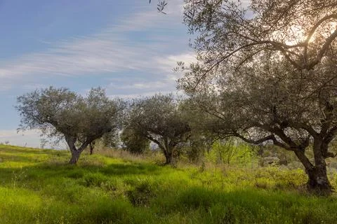 Olive trees with end of day light. Blue sky and green tones. Stock Photos