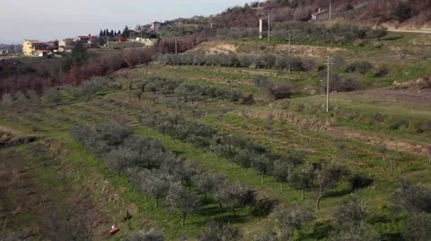 Olive trees field in Croatia Stock Footage 47211985