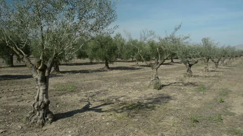 Olive Trees in the Field Stock Footage 48863180