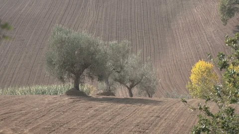 Olive Trees in a Field Video stock 86522804
