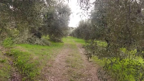 Olive trees field Stock Footage 134806477