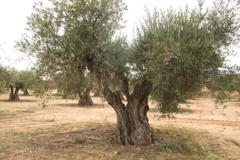 Olive trees field  Stock Photos
