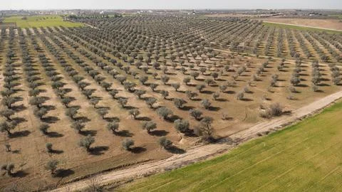 Olive trees in the field Foto stock