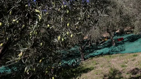 Olive trees field. Process of picking ripe olives harvest Stock Footage 220927195