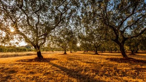 Olive trees field before the sunset Stock Photos