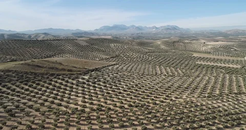 Olive trees fields in Jaen near Cazorla Andalucia Spain Stock Footage 98759978