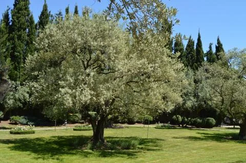 Olive trees with flowering branches in the spring Park Stock Photos