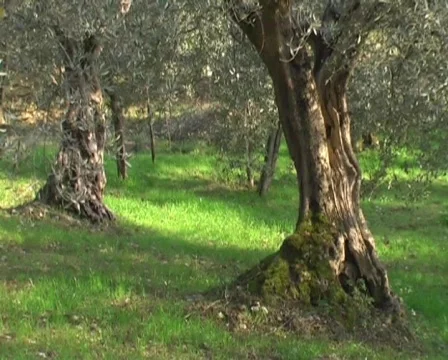 Olive trees Stock Footage 63109