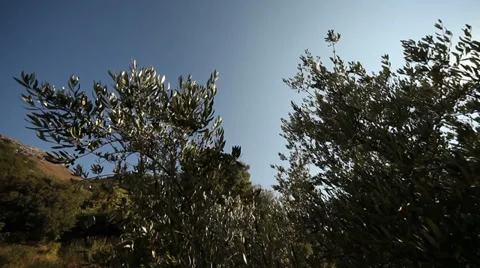 Olive Trees Stock Footage 29664341