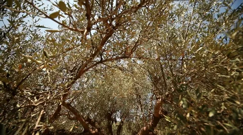 Olive Trees Stock Footage 29664520