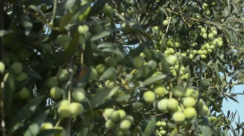 Olive Trees Stock Footage 48862790