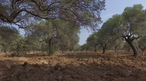 Olive Trees Stock Footage 53235840