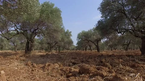 Olive Trees Stock Footage 53238446