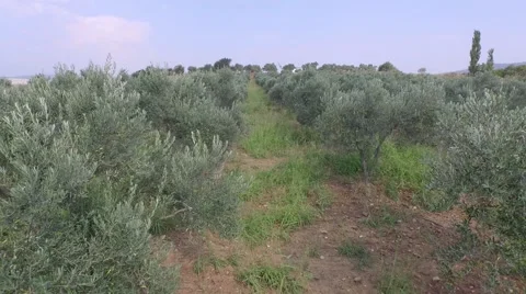 Olive Trees Stock Footage 53252361