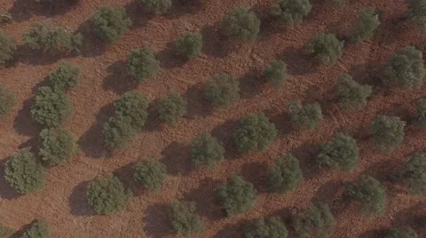 Olive Trees 스톡 동영상 53257231