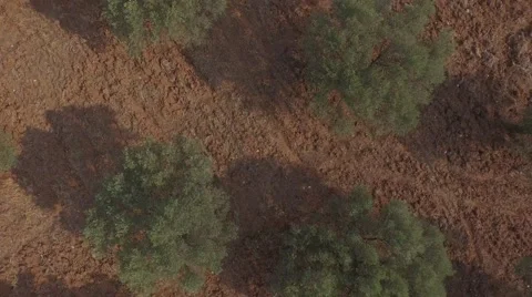 Olive Trees Stock Footage 53257398