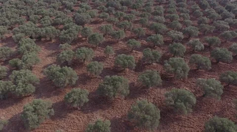 Olive Trees Stock Footage 53258330