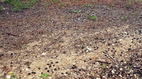 Olive trees. Video stock 57638241