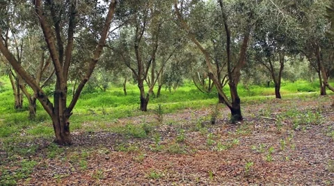 Olive trees Video stock 57640721