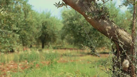 Olive trees 스톡 동영상 71273788