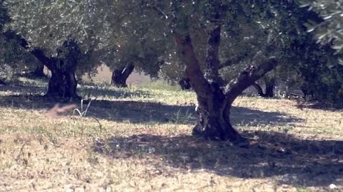 Olive Trees Stock Footage 78633029