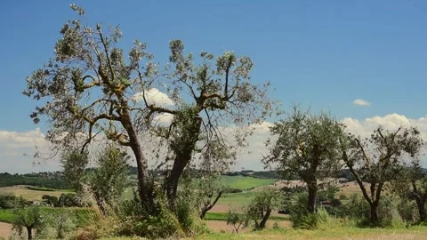 Olive trees Stock Footage 135317098