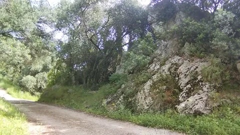 Olive trees in the forest Video stock 308059144