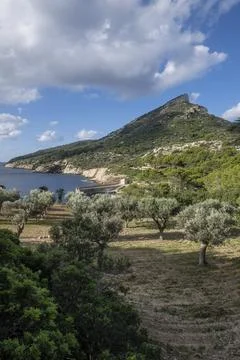 Olive trees in front of Cala Lledo, Sa Dragonera natural park, Mallorca, Bale Stock Photos