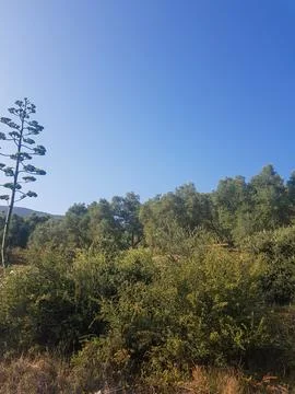 Olive Trees in Full Bloom Stock-Fotos