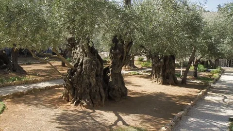 Olive trees in the Garden of Gethsemane Stock Footage 103056954